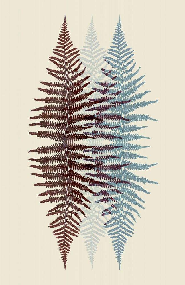 Chocolate and Teal Fern à Alyson Fennell
