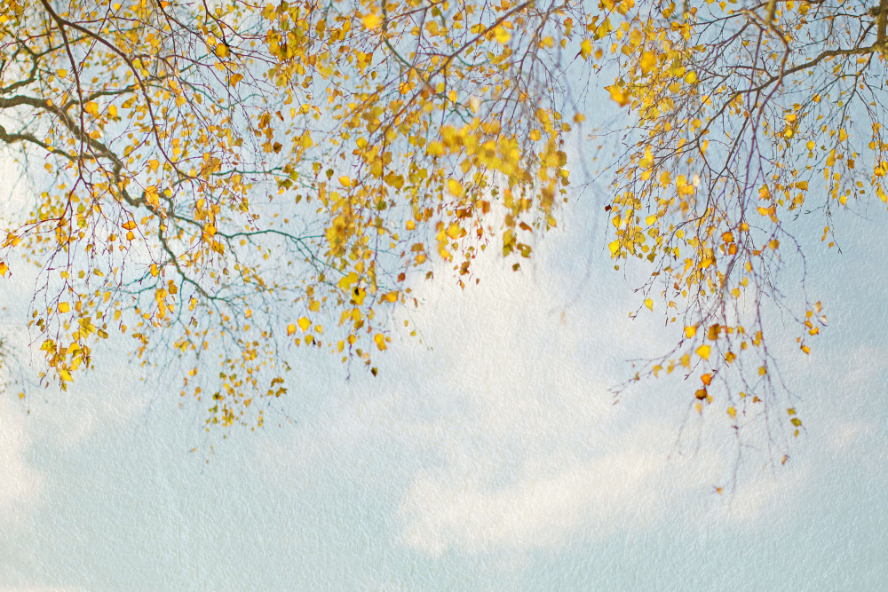 Silver Birch Leaves On Blue Sky à Alyson Fennell