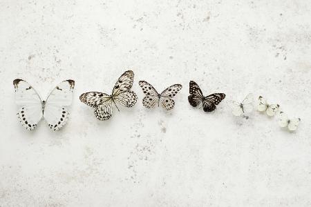 Dancing Speckled Butterflies