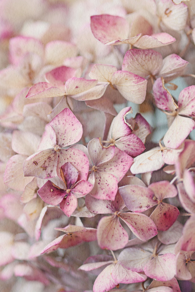 Vintage Pink Hydrangea Petals à Alyson Fennell