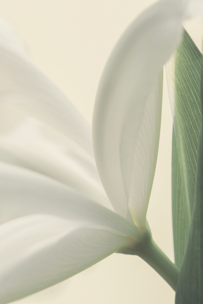 White Iris Flower à Alyson Fennell