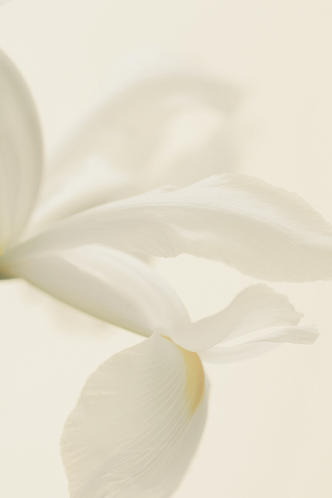 White Iris Flower Close Up à Alyson Fennell