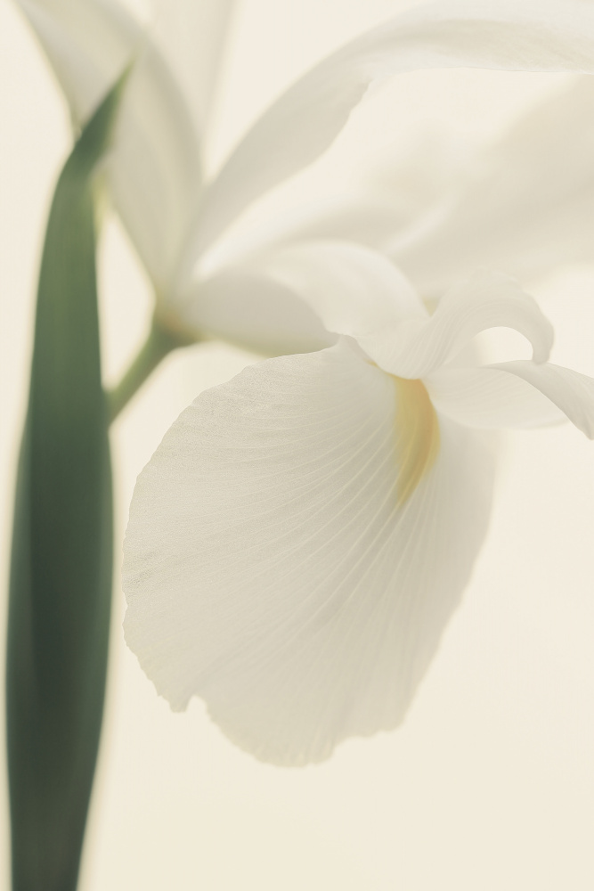 White Iris Flower Ii Pictufy à Alyson Fennell