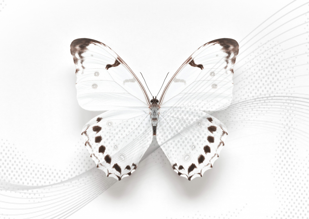 White Butterfly Swirl à Alyson Fennell