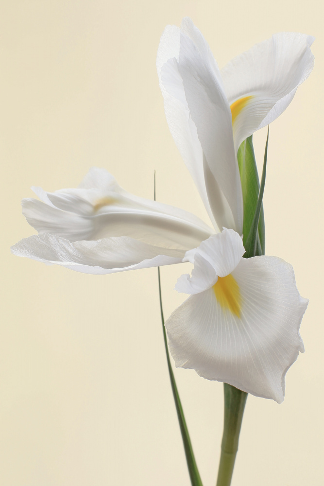 White Iris Flower Portrait à Alyson Fennell