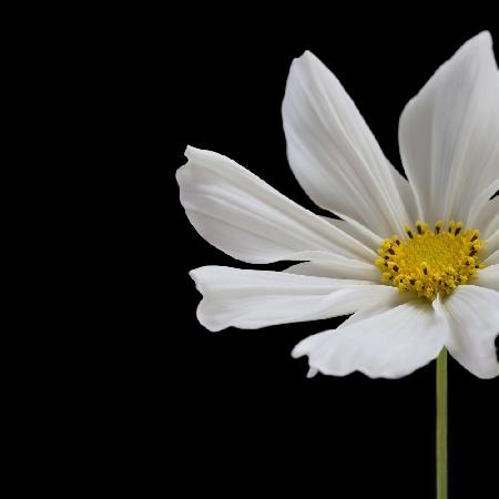 White Cosmos Flower Square