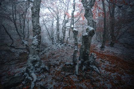 Forest gates