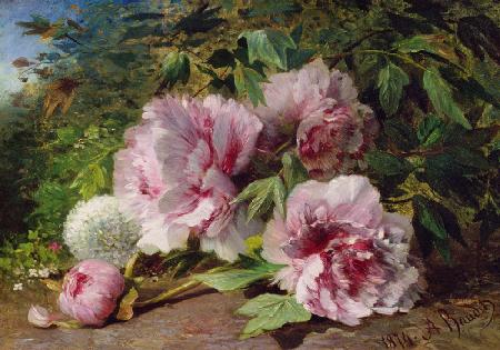 Study of Peonies