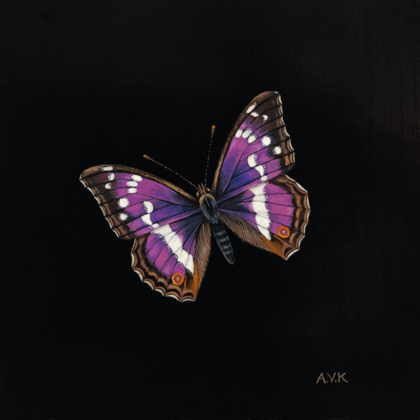 Purple emperor butterfly à  Amelia  Kleiser