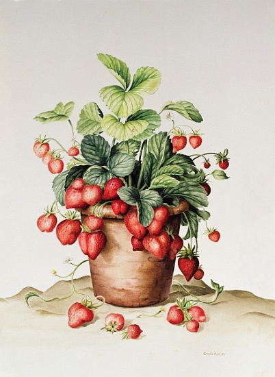 Strawberries in a pot à  Amelia  Kleiser
