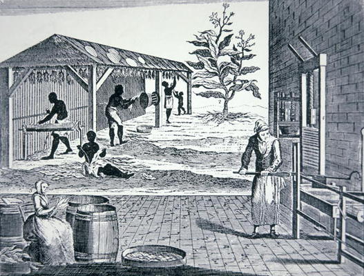 The cultivation of tobacco in Colonial America (engraving) à Ecole americaine