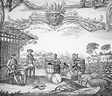 Black slaves working on a tobacco plantation (engraving) à Ecole américaine, (18ème siècle)