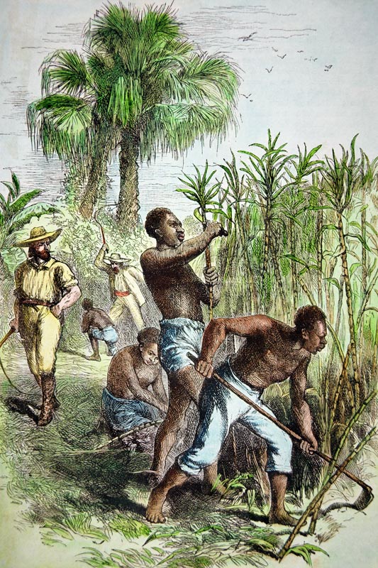 Slaves working a sugar field, c.1860 (coloured engraving) à École américaine, (19ème siècle)