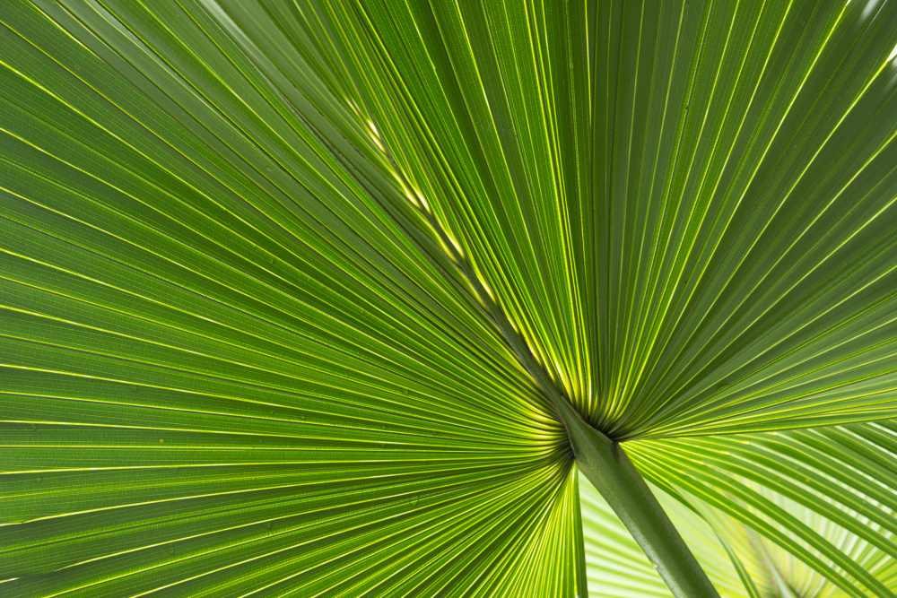 Fan Palm Leaves Photo 01 à amini54