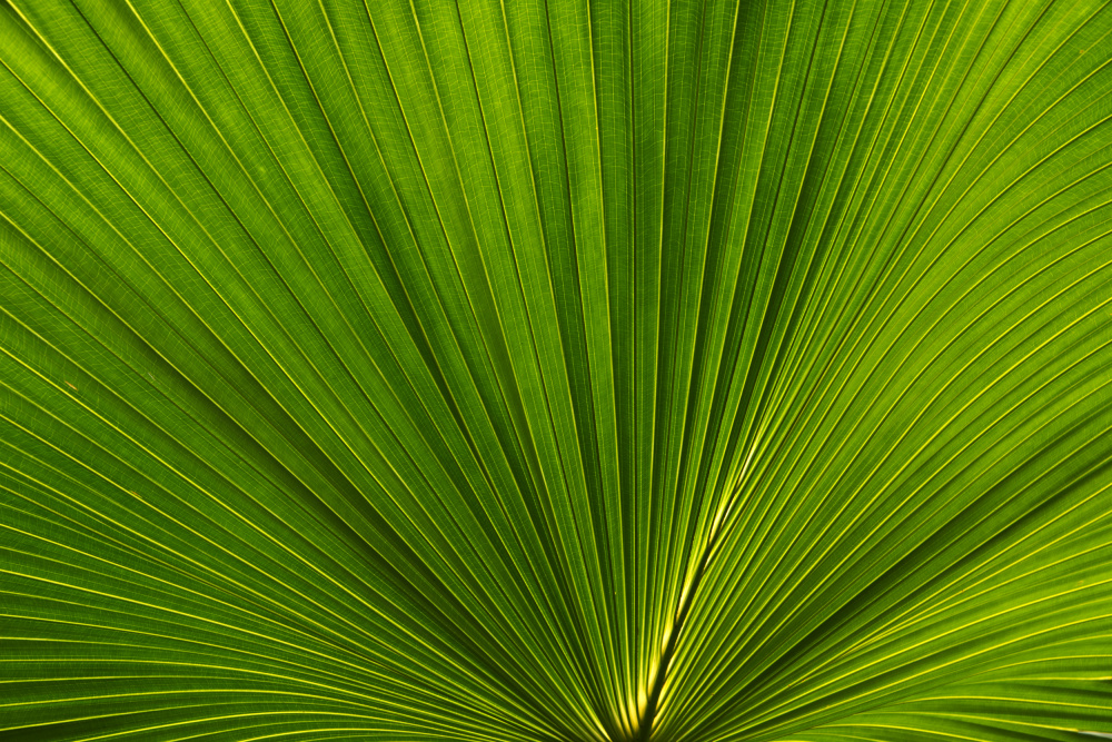 Fan Palm Leaves Photo 02 à amini54