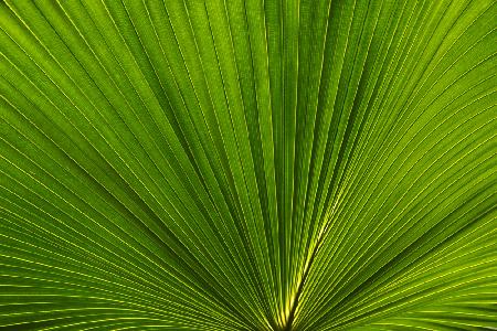 Fan Palm Leaves Photo 02
