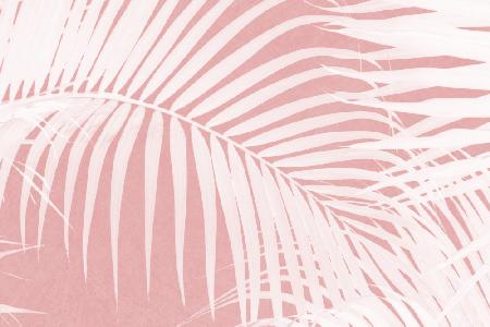 Palm Leaves On Pink Silhouette IV