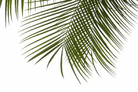 Palm Leaves Foliage Photo III