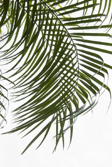 Palm Leaves Foliage Photo I
