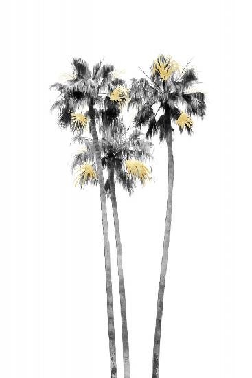 Palm Tree Black, White and Gold 03