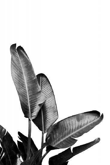 Bird of Paradise Plant Black and White 03