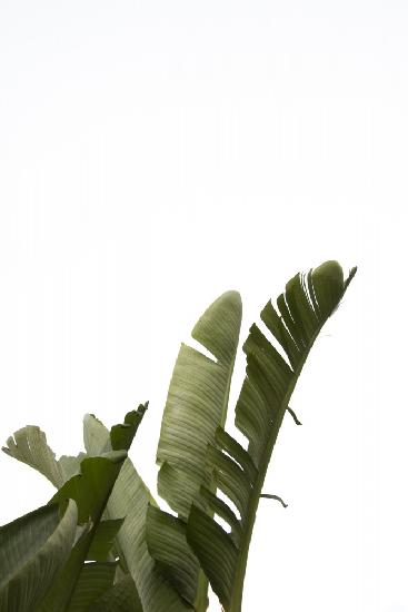 Travellers Palm Leaves Foliage Photo 07