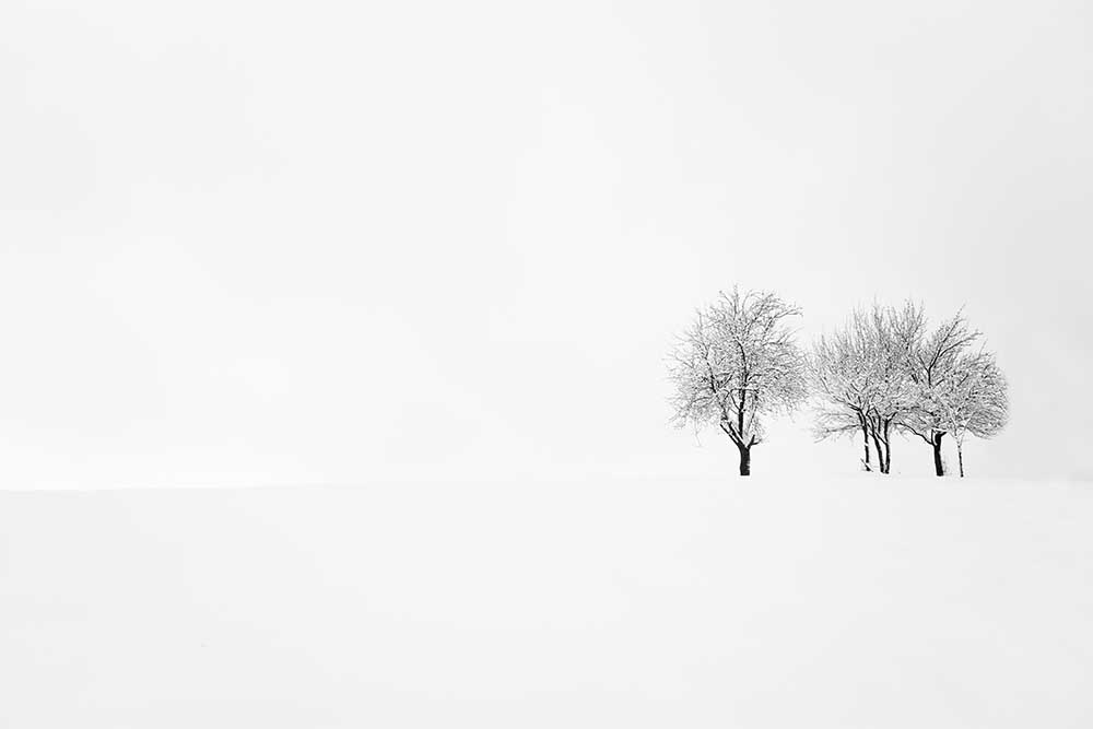 tree and silence à Amir Bajrich