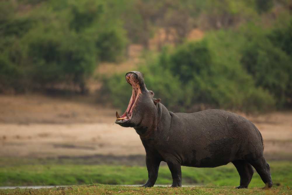 Big Mouth à Amnon Eichelberg