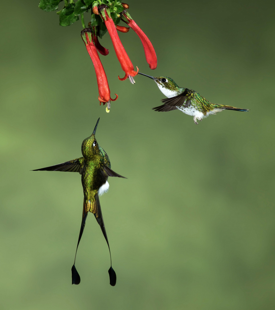 Booted Racket-tail Hummingbirds à Amy Marques