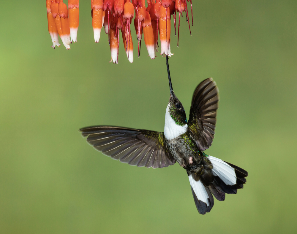 Collared Inca Hummingbird à Amy Marques