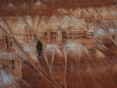 A pine tree on the steep cliff