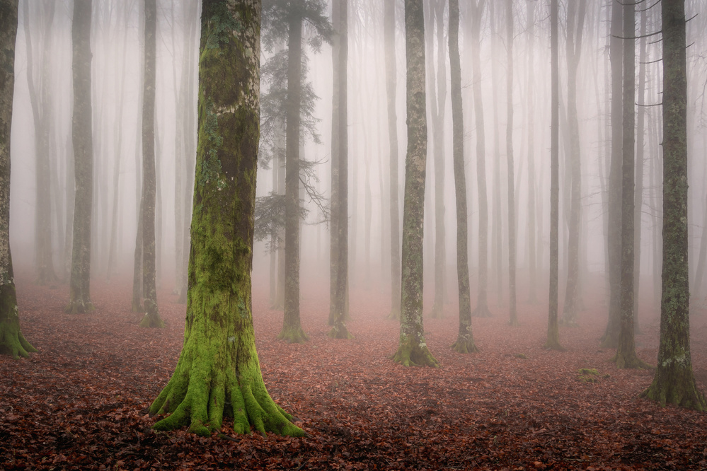 La foresta incantata à Andrea Maestosi