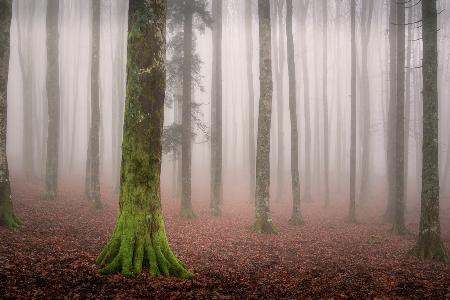 La foresta incantata