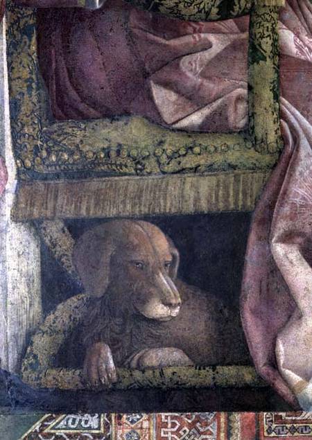 Rubino, the favourite dog of Marchese Ludovico Gonzaga III of Mantua and his family, from the Camera à Andrea Mantegna