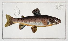 Brown Trout (Salmo Iasustris) plate XXIII from 'Ichthyologie, ou histoire naturelle generale et part