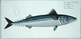 Mackerel (Scomber Scomber) plate LIV from 'Ichthyologie, ou histoire naturelle generale et particuli