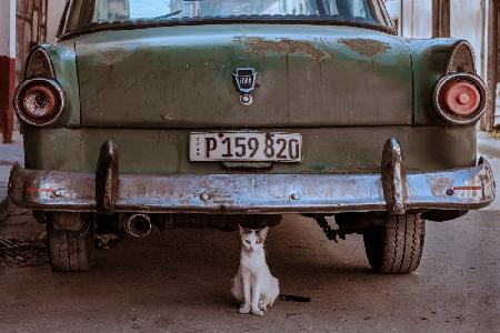 Cuban Cat with Car