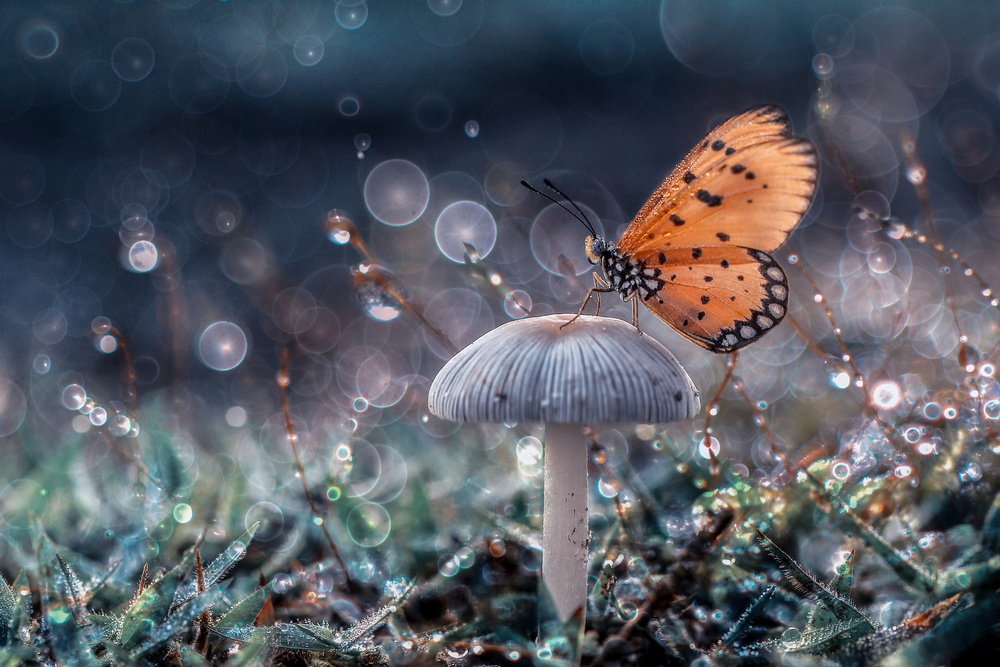 Butterfly and mushroom à Andreas Karyadi