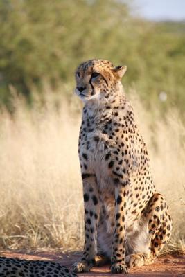 Gepard