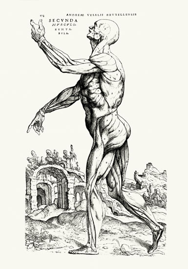Musculature Structure of a Man (b/w neg & print) à Andreas Vesalius
