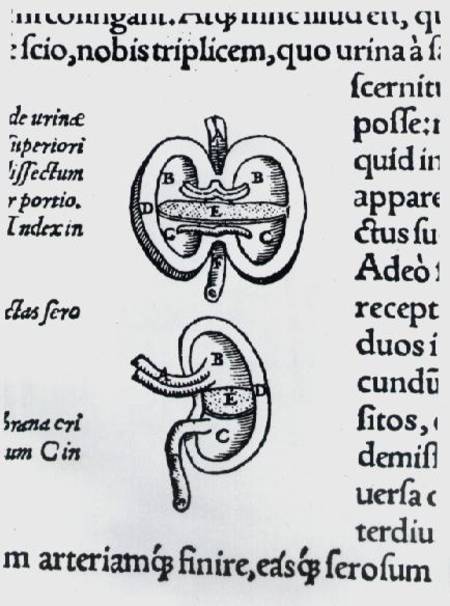 Kidney, two sections à Andreas Vesalius