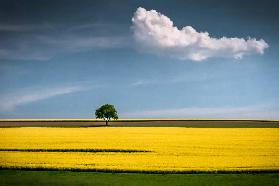 The Tree and the Cloud