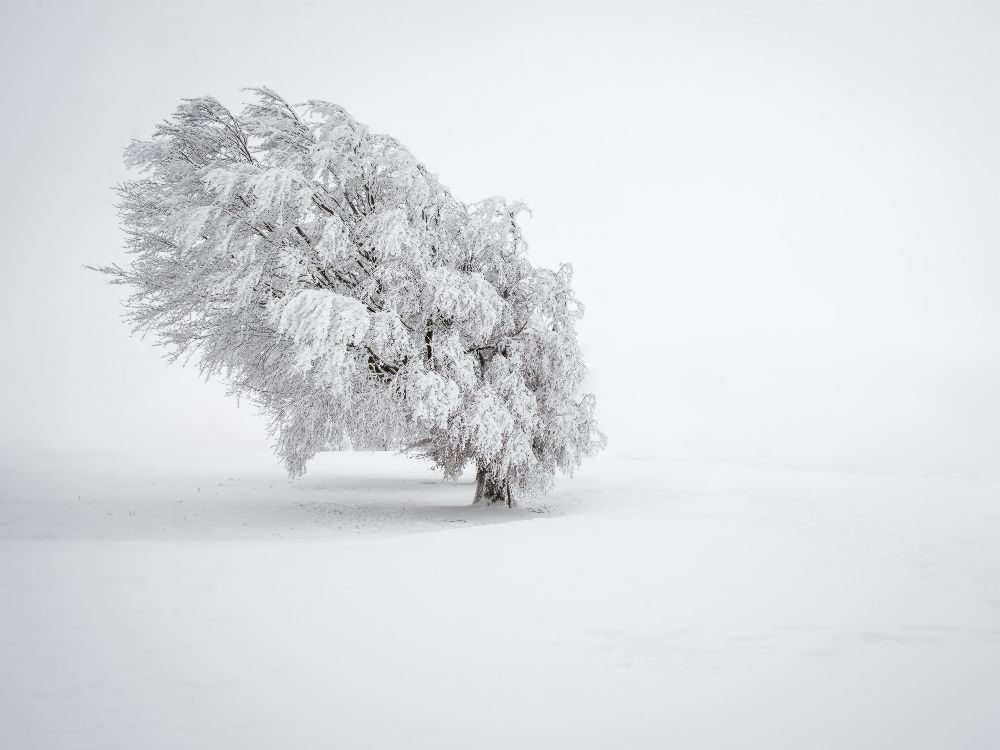 White à Andreas Wonisch