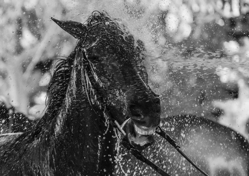 Splash à Andrés Pluchinotta