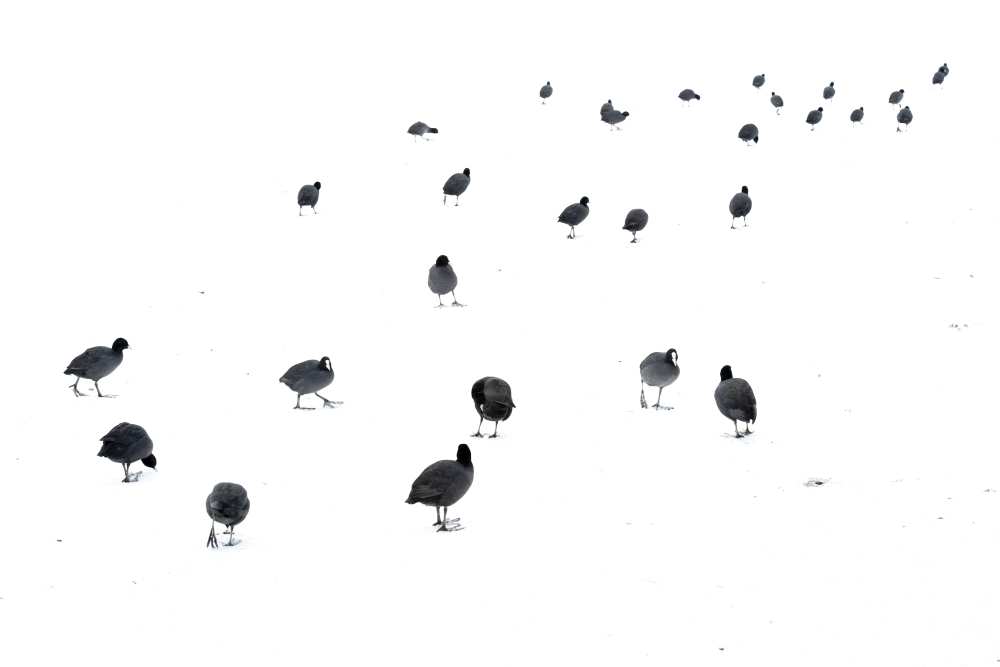 March of the coots à Andrew George
