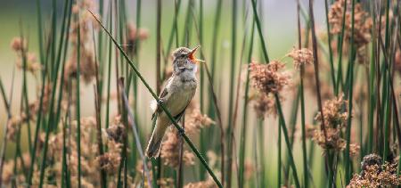 Australian Reed warbler