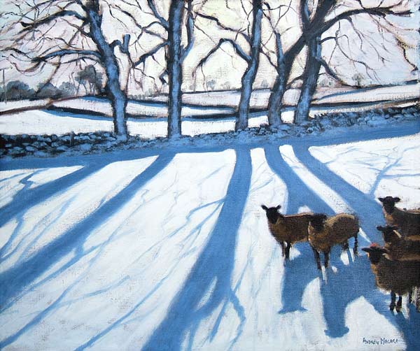 Sheep in snow, Derbyshire à Andrew  Macara