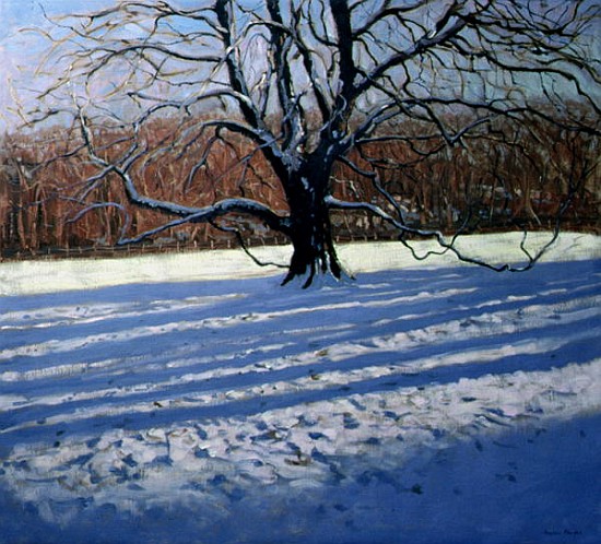 Large Tree, Snow, Calke Abbey (oil on canvas)  à Andrew  Macara
