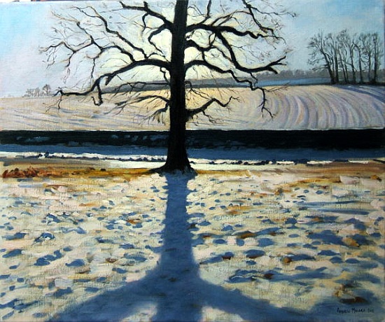 Tree and Shadow, Calke Abbey, Derbyshire à Andrew  Macara