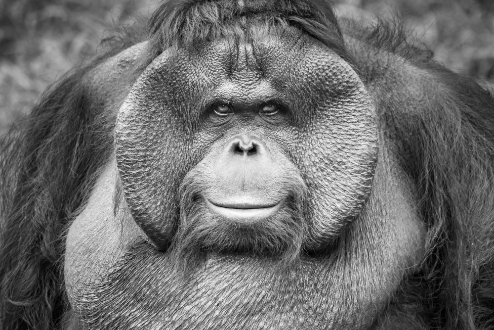 A Calm and Gentle Expression from a Male Orangutan à Andrew Suryono